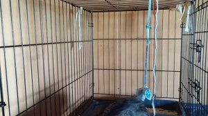 Утренняя уборка в кошачьей комнате приюта