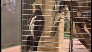 Кормление и разведение попугаев корелл