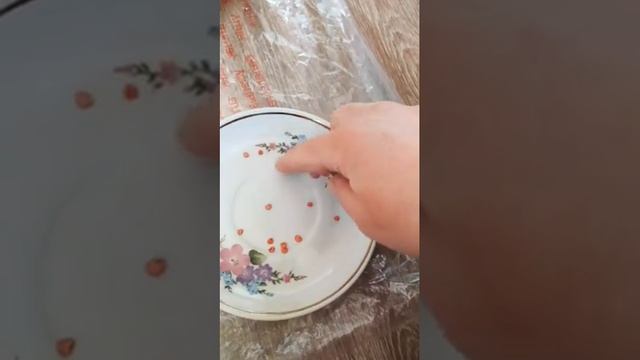 Перец "Красный бык".Семена взошли на восьмой день. смотреть онлайн