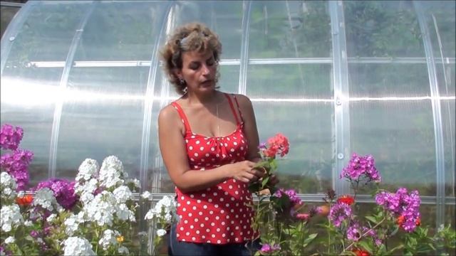 Размножение флоксов смотреть онлайн