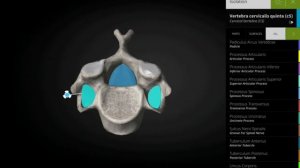 Скелет туловища (строение позвоков, крестца и копчика)