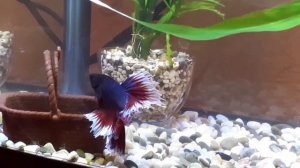 ДРУЖЕЛЮБНЫЙ РЫБКА ПЕТУШОК