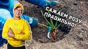 Как правильно сажать розу