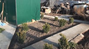 Посадка самшита.