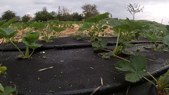Обрезка усов клубники. Срочно! Не опаздывайте! смотреть онлайн