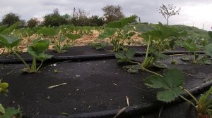 Обрезка усов клубники. Срочно! Не опаздывайте!