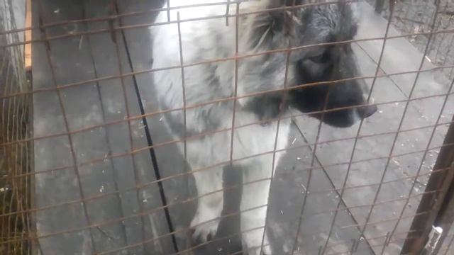 Наши цыплята спустя месяц. Читаем описание к видео смотреть онлайн