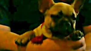 щенок французского бульдога "разговаривает" )))