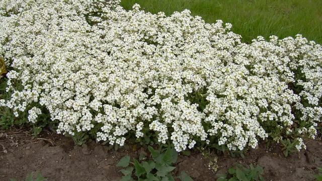 НИЗКОРОСЛЫЕ ЦВЕТЫ ДЛЯ САДА, ЦВЕТУЩИЕ ВСЕ ЛЕТО