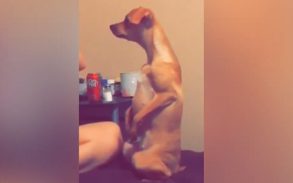 Смешные животные #10 смотреть онлайн