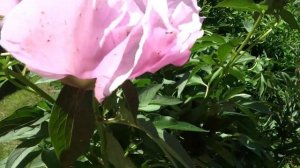 Пион Новость Алтая / Peony Novost Altaya - Сад на Волхове