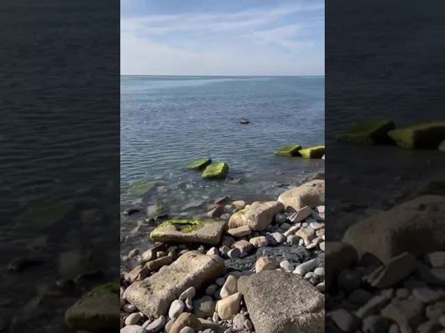 Дикий пляж Лоо. #сочи #лоо #море #sochi #медитация #videoformeditation #meditation #formeditation смотреть онлайн