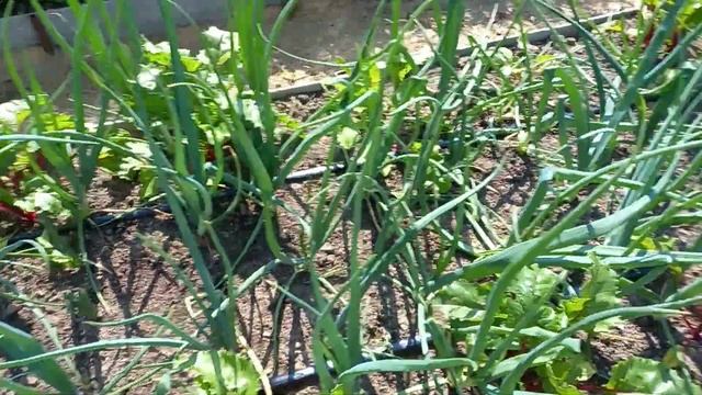 Химический ожог растений. Последействие гербицидов. смотреть онлайн