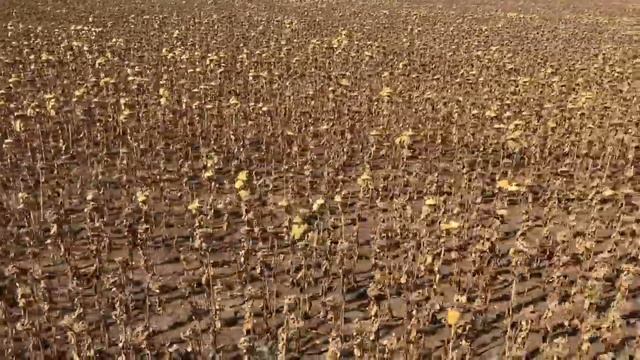 Уборка Подсолнуха 2020 смотреть онлайн