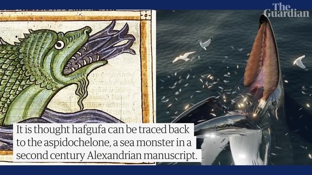 Rare whale feeding technique could explain tales of mythical sea creature смотреть онлайн