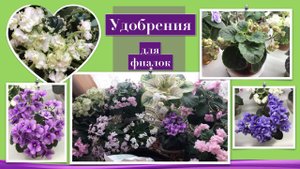 Чем удобрять фиалки, чтоб цвели. Удобрения для корней, листьев и цветов фиалок. Удобрять ли детки.
