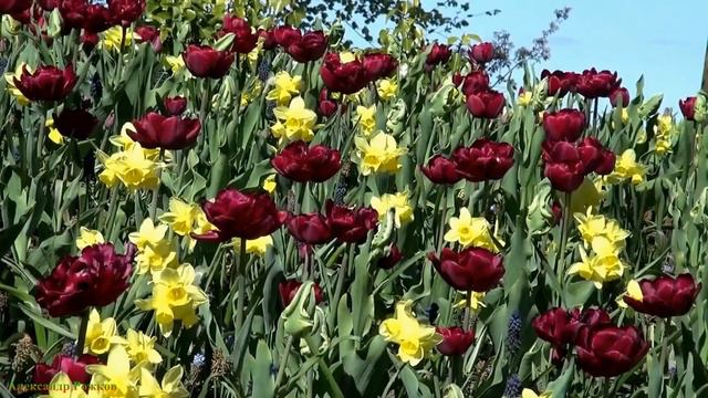 ВЕСЕННЯЯ РАДОСТЬ смотреть онлайн