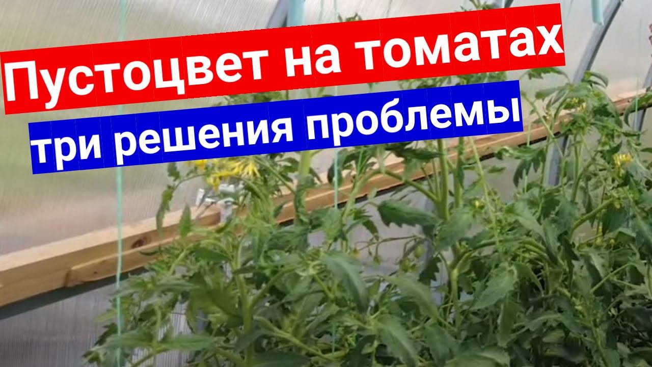 Томаты цветут, а завязей так и нет!? Заканчивается июль! Почему не завязываются помидоры.