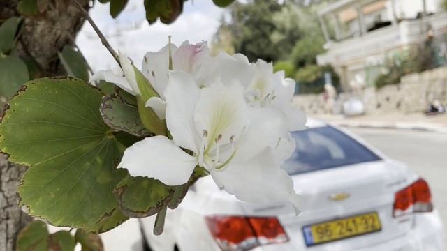 ВЫ ВИДЕЛИ,КАК ЦВЕТЁТ ОРХИДЕЙНОЕ ДЕРЕВО?БАУХИНИЯ.ИЗРАИЛЬ.#vlog #youtuber #video #israel #afula смотреть онлайн