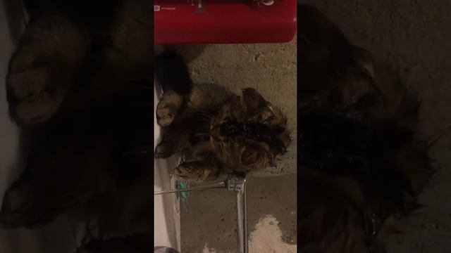 Кот решил помыть голову смотреть онлайн