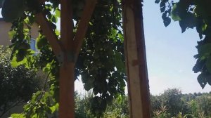 Беда на ДАЧЕ МЕЧТЫ обломалась ветка сливы что можно сделать из неспелой сливы жалко ведь
