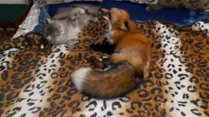 ЛисЯша с котом ложатся спать после прогулки. The Fox and the cat go to sleep.mp4