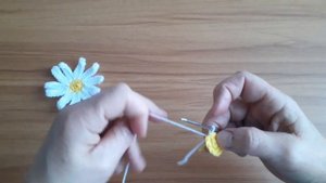 Ромашка крючком.