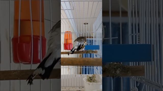 КАК ПОЁТ  СЕДОГОЛОВЫХ ЩЕГОЛ ? НА ДОМАШНИЙ УСЛОВИЯ?