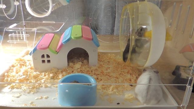 Классная клетка для джунгарского хомячка . клетка . Джунгарик . Хомяк смотреть онлайн