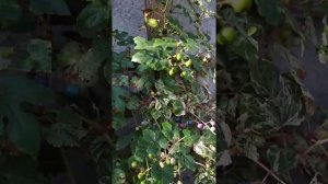 Виноградовник