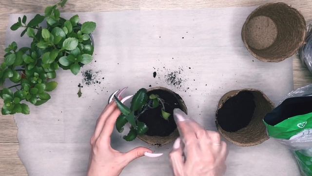 Сажаю цветы с длинными ногтями ??? смотреть онлайн