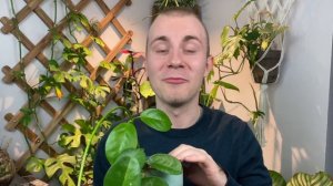 How To Care For Hoya australis | Plant Of The Week Ep. 6