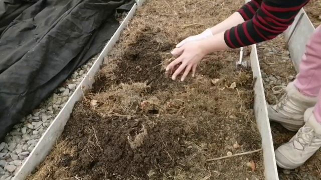 РАННЯЯ ЗЕЛЕНЬ В ТЕПЛИЦЕ ГОТОВА | САЖАЮ ЛУК НА ЗЕЛЕНЬ | РУККОЛА | ШПИНАТ | РЕДИС