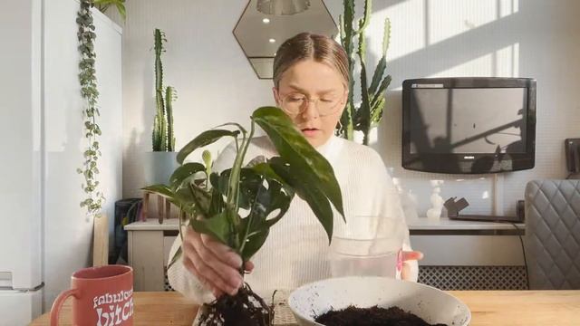 Putting an Epipremnum Pinnatum Variegata on Wood!