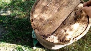 обзор дуплянки для ловли роёв