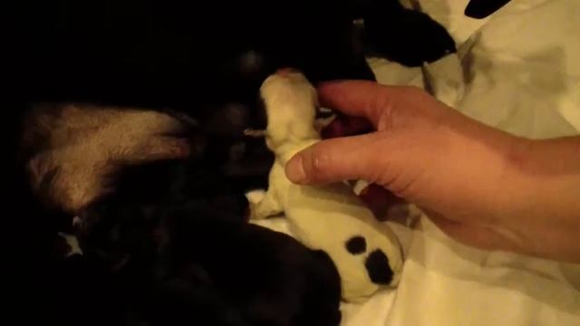 Первые дни новорожденных щенков французских бульдогов смотреть онлайн