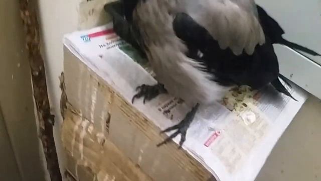 СЕНСАЦИЯ - МОМЕНТ ИСТИНЫ.... СНЕГ В МОСКВЕ 30 10 19.... смотреть онлайн