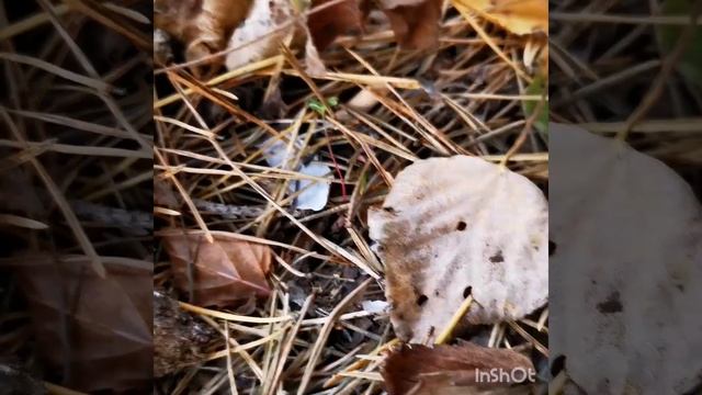 Amanita flavoconia