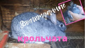 Крольчиха принесла приплод. Ждали два месяца.