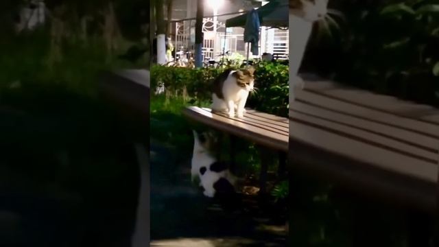 ? Мистика  Страшно… очень страшно. Мы не знаем что это такое…?