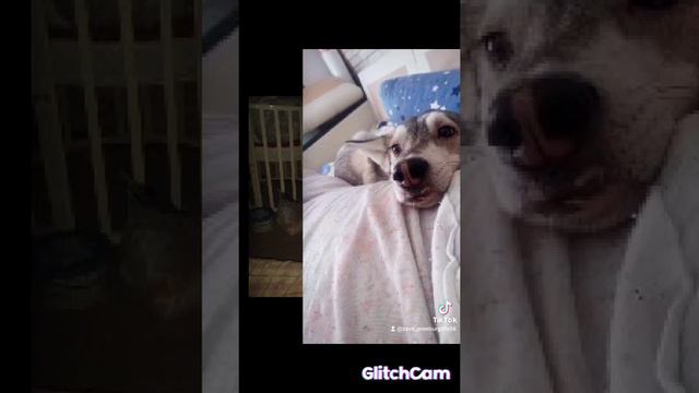 Собакен приколист смотреть онлайн