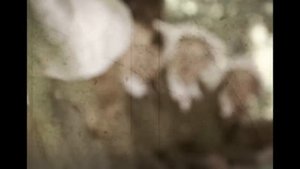 Артек 2016. Artek Media КИНО_ #2 факт о _Янтарном_.mp4