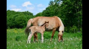 "Башкирская порода лошадей"