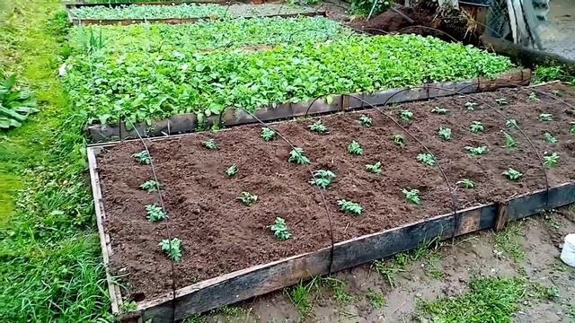 РАБОТАЕМ КАК ПЧЁЛКИ ?. МАЙСКИЙ ДЕНЬ смотреть онлайн