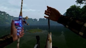 Fishing Planet Амазонский ЛАБИРИНТ Краснохвостая БАРАКУДА