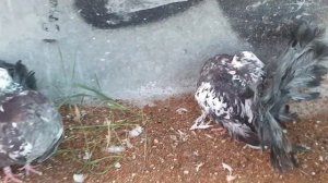 Голуби павлины