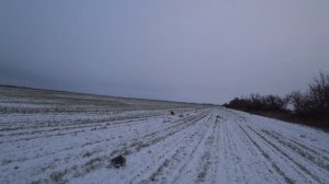 русская гончая Звона работа по зайцу