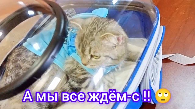 Поездка 🚖 в вет.станцию🏥 перед поездкой на поезде! 🚂
