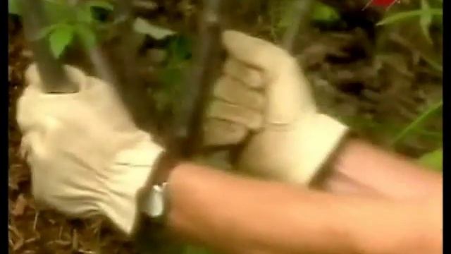 Как правильно посадить дерево, приобретенное в питомнике смотреть онлайн