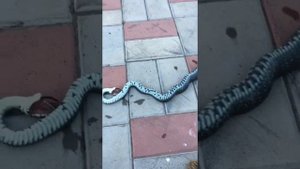 Змея заползла во двор и пострадала